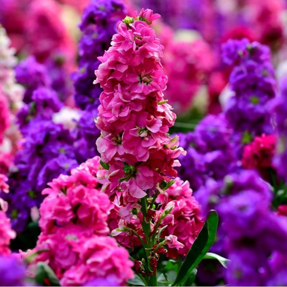 Meet your Posher, Claire - Picture 1 of 1